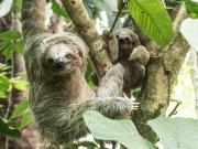 Top Fortuna