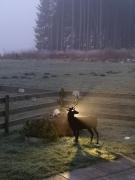 Feriendorf Via Claudia Haus 75 Waldromantik