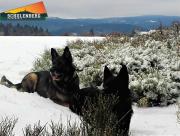 Top Schulenberg im Oberharz