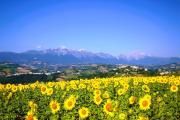 Top Montefino