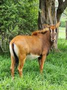 Top Modimolle