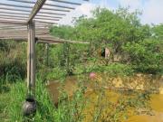 Top Bản Lòng Luong