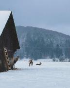 Glamping Iurte Mongole Spiritul Zimbrului