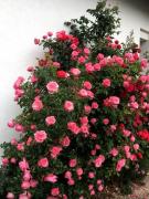 Ferien-und-Messeappartement-Falke