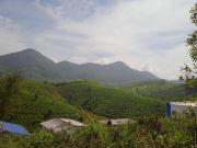 Tea Haven homestay Tea Haven homestay