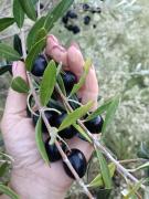 Top Volterra Top Volterra