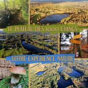 Le Nénuphar - Chalet avec terrasse