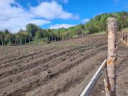 Top Quellón Top Quellón