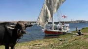 2nights Felucca from aswan to komobo temple