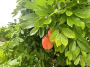 Spring Valley Vista, Ocean View Apartment Ocho Rios