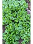 Pedacinho do céu Casa de sítio com lago para pesca