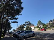 Luminoso mono a metros del Mar