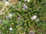 Top Watamu Top Watamu