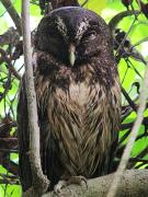 Top Dos Brazos Top Dos Brazos