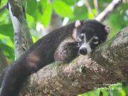 Top Dos Brazos Top Dos Brazos