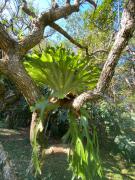 Top Mullumbimby
