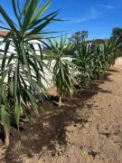 Top Murta Maria Top Murta Maria