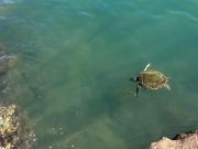 Top Ubatuba
