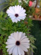 Top Torrevieja Top Torrevieja