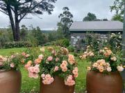 Top Hogsback