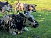 Top Saint-Étienne-la-Thillaye