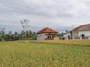 Maha House Mid of Ricefields