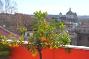 Farnesina Rooftop Terrace