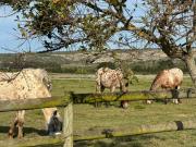 Gratitude Wellness Village - The Cottages