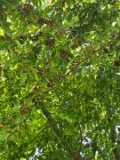 casa al pie del cerro Otto rodeada de bosque. casa al pie del cerro Otto rodeada de bosque.