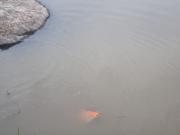 Ótima casa Garopaba