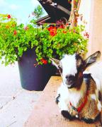 LEtoile du Vignoble au cœur dun ranch alsacien sur la route des Vins