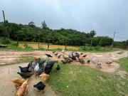 Casa de Sítio com Lago para pesca - Descanso e Lazer