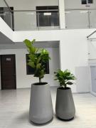 Top Acacias Top Acacias