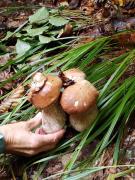 Top Kašperské Hory Top Kašperské Hory