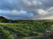 Top Laie