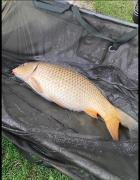 Top Weeley Top Weeley