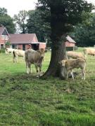 Top Rossum Top Rossum