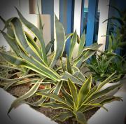 Top Lignano Sabbiadoro