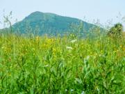 Top Wetlina Top Wetlina