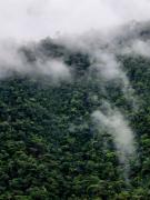 Bosque Tapantí, cerca del PN Tapantí en Orosí, Cartago, Costa Rica