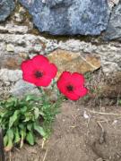 Top Agon Coutainville