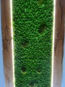 Chalmettes Lune Étoilée