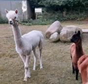 Top Hanerau-Hademarschen