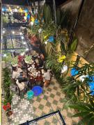 Hoi An Old Town Residence - 56 Phan Boi Chau, Hoi An