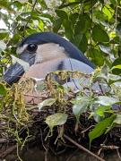Hotel La Gamba Rainforest Lodge