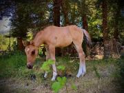 Top Pucón Top Pucón