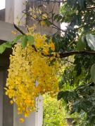 Thaproo Bay Hiriketiya