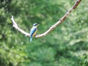 Avalon River Retreat - 400 acre off the grid riverside nature & platypus oasis