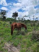 Top Bela Vista de Goiás