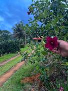 Top Domingos Martins